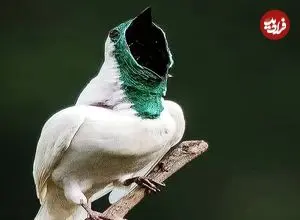 ببینید| زنگ‌مرغ سفید؛ پرنده ای که مانند اره برقی صدا تولید می کند