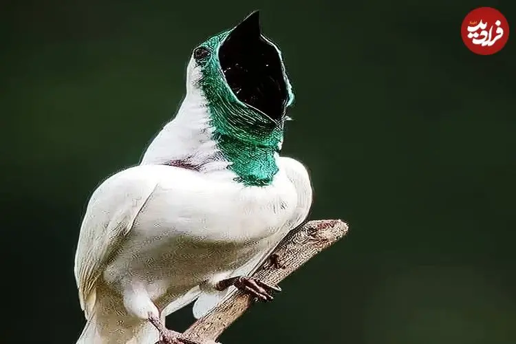 ببینید| زنگ‌مرغ سفید؛ پرنده ای که مانند اره برقی صدا تولید می کند