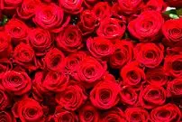 راز بقای ملکه گل‌ها؛ رز چگونه به نماد جهانی عشق تبدیل شد؟