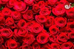 راز بقای ملکه گل‌ها؛ رز چگونه به نماد جهانی عشق تبدیل شد؟