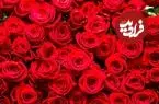راز بقای ملکه گل‌ها؛ رز چگونه به نماد جهانی عشق تبدیل شد؟