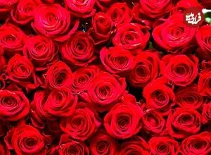 راز بقای ملکه گل‌ها؛ رز چگونه به نماد جهانی عشق تبدیل شد؟