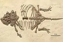 فسیل نوزاد تازه از تخم درآمدۀ «دایناسور زره‌دار» در چین پیدا شد