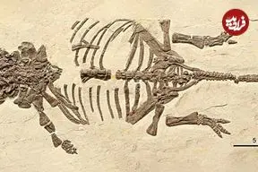 فسیل نوزاد تازه از تخم درآمدۀ «دایناسور زره‌دار» در چین پیدا شد