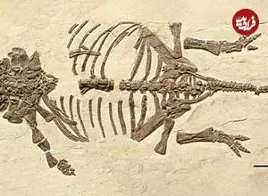 فسیل نوزاد تازه از تخم درآمدۀ «دایناسور زره‌دار» در چین پیدا شد