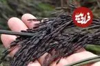 برنج سیاه؛ غله‌ای باستانی در خدمت تغذیه آینده