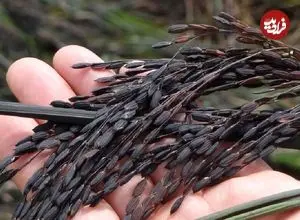 برنج سیاه؛ غله‌ای باستانی در خدمت تغذیه آینده