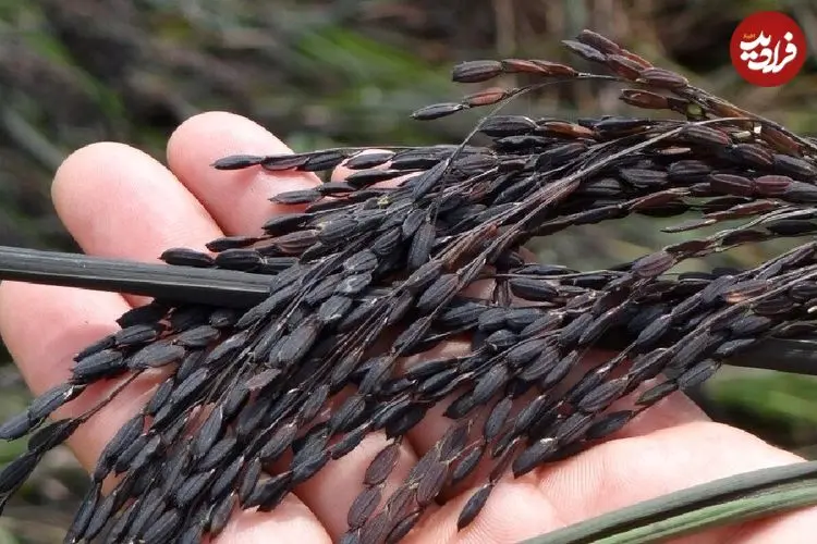 برنج سیاه؛ غله‌ای باستانی در خدمت تغذیه آینده