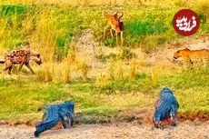 ببینید| درگیری کفتار، پلنگ و کروکودیل بر سر یک ایمپالا!