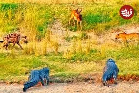 ببینید| درگیری کفتار، پلنگ و کروکودیل بر سر یک ایمپالا!