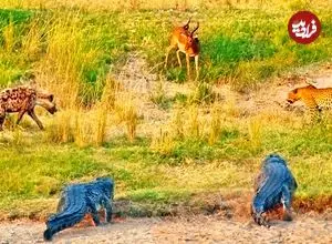 ببینید| درگیری کفتار، پلنگ و کروکودیل بر سر یک ایمپالا!