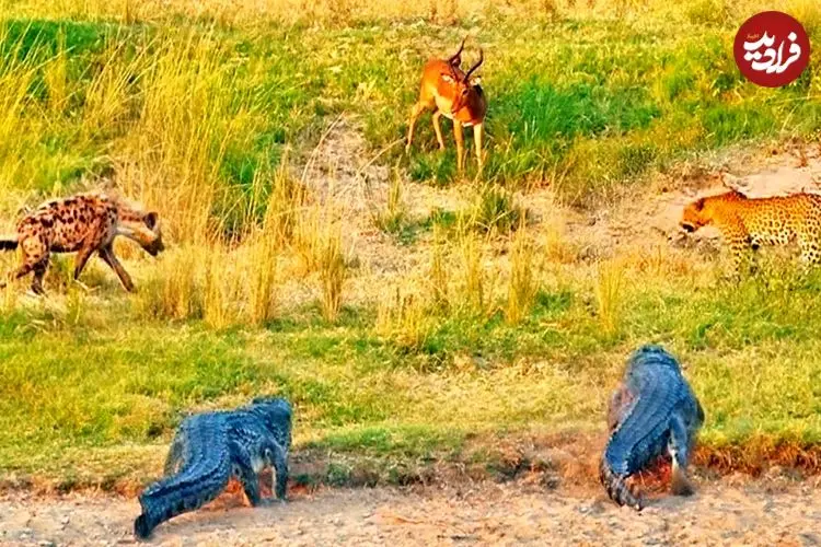 ببینید| درگیری کفتار، پلنگ و کروکودیل بر سر یک ایمپالا!
