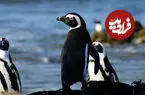 ببینید| موج‌سواری دیدنی پنگوئن کنجکاو
