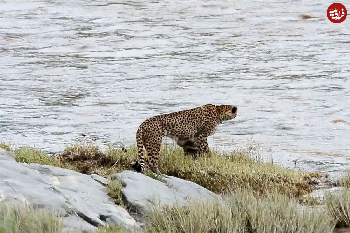 (ویدئو) اتفاقی تلخ در حیات وحش؛ رودخانه توله یوزپلنگ را با خود برد!
