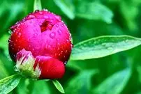 آیا قطره‌های شبنم می‌توانند علت شکوفه‌دادن زود هنگام گیاهان را توضیح دهند؟