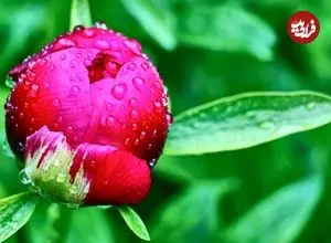 آیا قطره‌های شبنم می‌توانند علت شکوفه‌دادن زود هنگام گیاهان را توضیح دهند؟