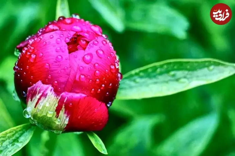 آیا قطره‌های شبنم می‌توانند علت شکوفه‌دادن زود هنگام گیاهان را توضیح دهند؟