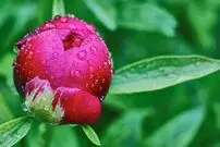 آیا قطره‌های شبنم می‌توانند علت شکوفه‌دادن زود هنگام گیاهان را توضیح دهند؟