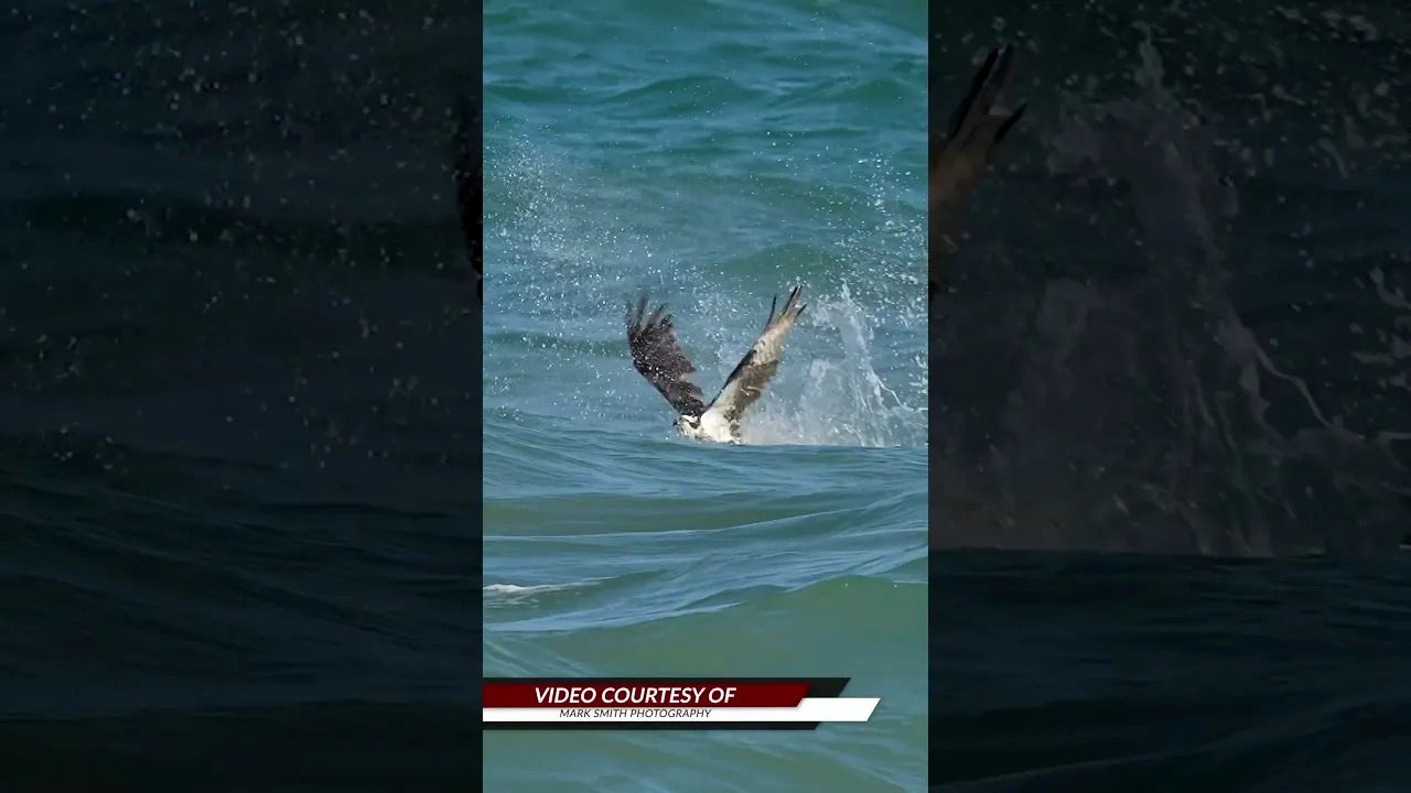 (ویدئو) عقاب گرسنه یک ماهی را از زیر امواج بیرون کشید و با خود برد