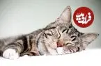 چرا گربه‌ها بیشتر روی سمت چپ بدنشان می‌خوابند؟