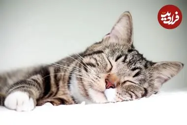 چرا گربه‌ها بیشتر روی سمت چپ بدنشان می‌خوابند؟