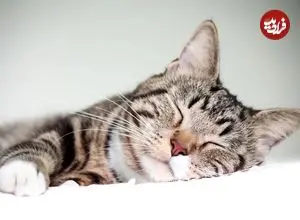 چرا گربه‌ها بیشتر روی سمت چپ بدنشان می‌خوابند؟
