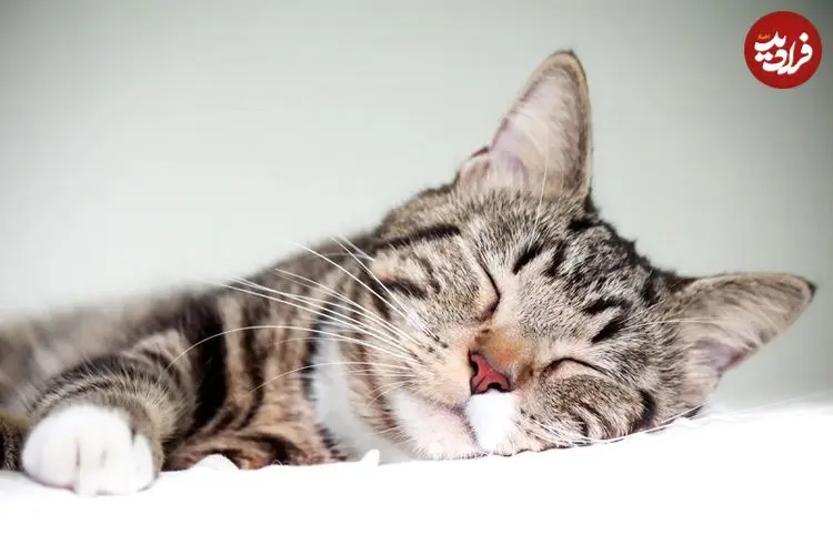 چرا گربه‌ها بیشتر روی سمت چپ بدنشان می‌خوابند؟