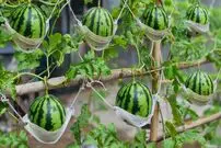 (ویدئو) نحوه کاشت و برداشت آسان و بی دردسر هندوانه روی بام خانه