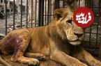 تصاویر؛ جنگ و حیوانات؛ چگونه جنگ‌ها باغ‌وحش‌ها را ویران، حیات‌وحش را نابود و حیوانات خانگی را آواره می‌کنند