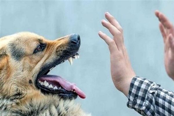 ببینید؛ وحشت یک کودک از تعقیب سگ‌ها؛ پدر از فاجعه احتمالی جلوگیری کرد