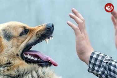 ببینید؛ وحشت یک کودک از تعقیب سگ‌ها؛ پدر از فاجعه احتمالی جلوگیری کرد