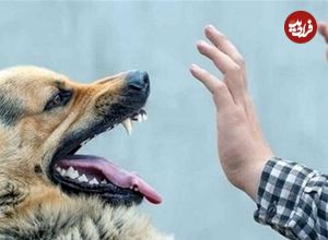 ببینید؛ وحشت یک کودک از تعقیب سگ‌ها؛ پدر از فاجعه احتمالی جلوگیری کرد