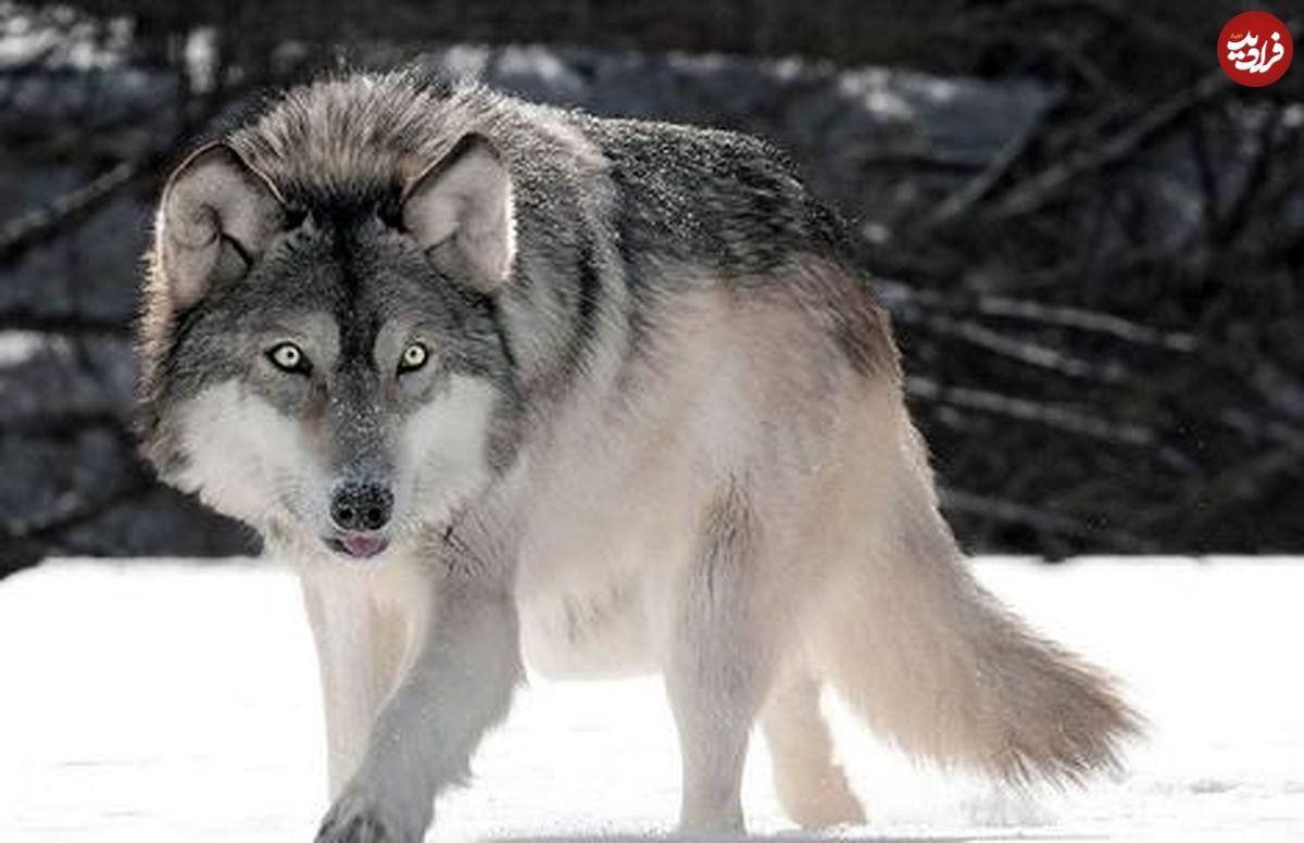 ( ویدیو) 5 تا از حقایق جالب و باورنکردنی در مورد گرگ ها 