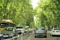 (عکس) تهران قدیم؛ خیابان ولیعصر و چنارهای جوان اش؛ دهه ۲۰