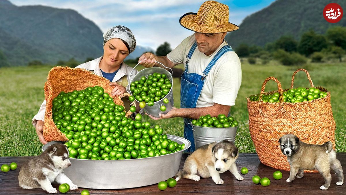 ببینید؛ غذای روستایی در آذربایجان؛ برداشت آلوچه و تهیه رب و کنسرو از آن ها