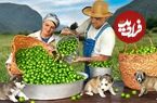 ببینید؛ غذای روستایی در آذربایجان؛ برداشت آلوچه و تهیه رب و کنسرو از آن ها