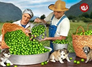 ببینید؛ غذای روستایی در آذربایجان؛ برداشت آلوچه و تهیه رب و کنسرو از آن ها