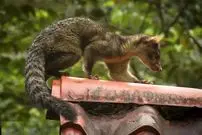 تصاویر؛ نیم گربه؛ موجودی شبیه گربه و راکون که روی درخت زندگی می‌کند و می‌تواند پا‌های عقب را ۱۸۰ درجه بچرخاند