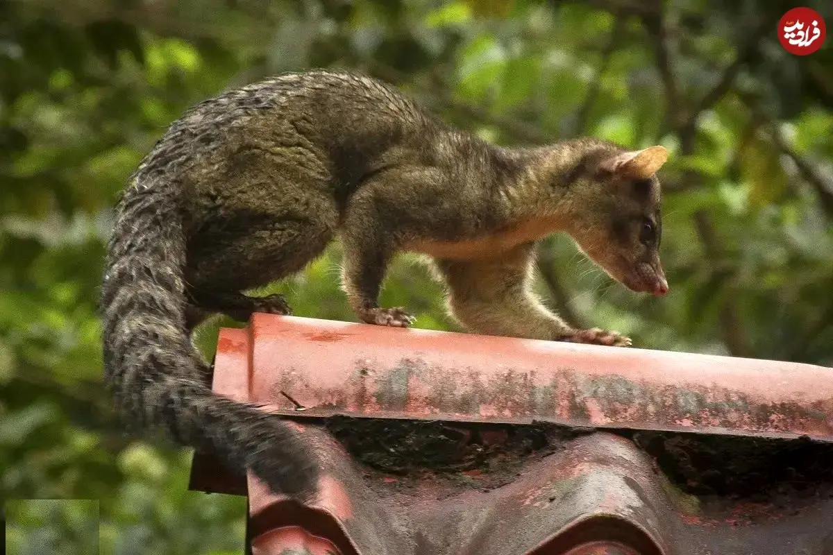 تصاویر؛ نیم گربه؛ موجودی شبیه گربه و راکون که روی درخت زندگی می‌کند و می‌تواند پا‌های عقب را ۱۸۰ درجه بچرخاند