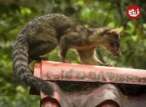 تصاویر؛ نیم گربه؛ موجودی شبیه گربه و راکون که روی درخت زندگی می‌کند و می‌تواند پا‌های عقب را ۱۸۰ درجه بچرخاند