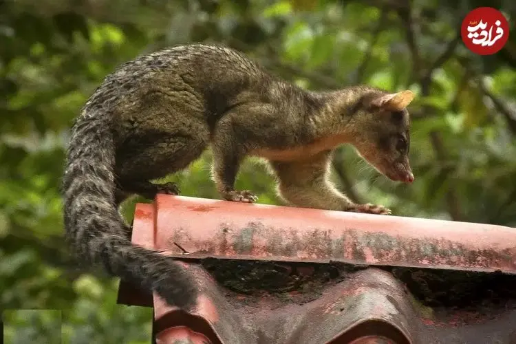 تصاویر؛ نیم گربه؛ موجودی شبیه گربه و راکون که روی درخت زندگی می‌کند و می‌تواند پا‌های عقب را ۱۸۰ درجه بچرخاند