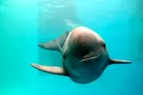 عکس| مرگ یک نوزاد گرازماهی در سواحل بوشهر