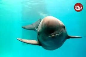 عکس| مرگ یک نوزاد گرازماهی در سواحل بوشهر