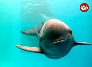 عکس| مرگ یک نوزاد گرازماهی در سواحل بوشهر