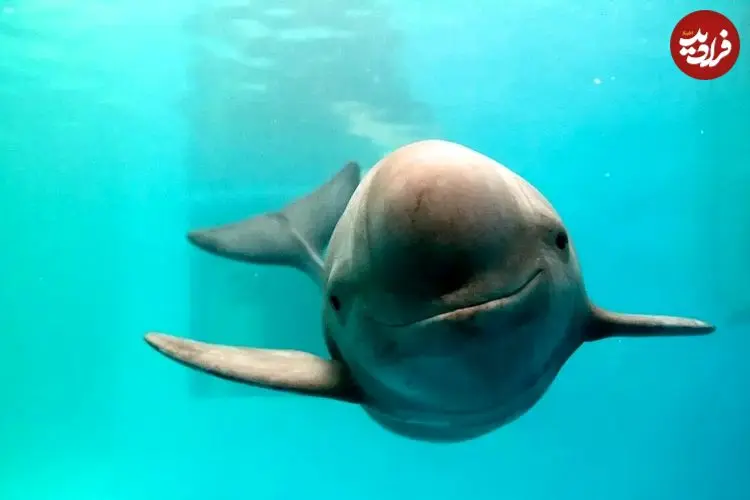 عکس| مرگ یک نوزاد گرازماهی در سواحل بوشهر