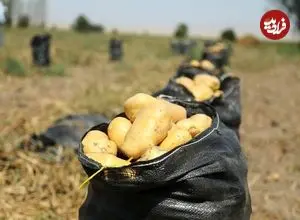 ببینید؛ اعتراض کشاورزان در بروکسل؛ سیب‌زمینی‌ها سهم رهگذران شد