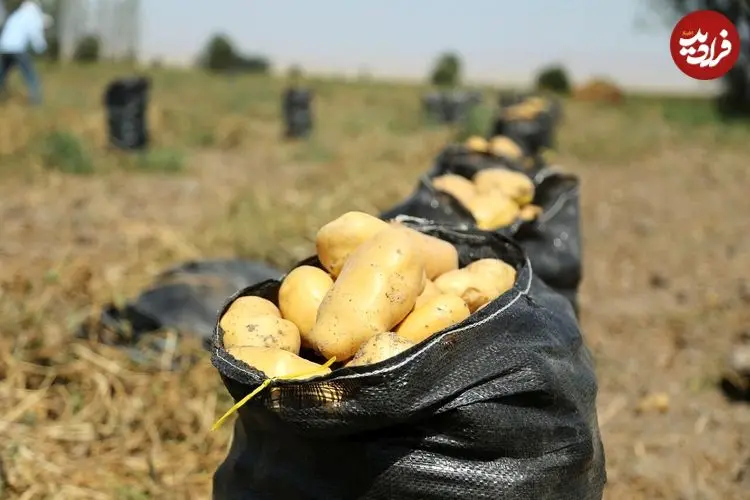 ببینید؛ اعتراض کشاورزان در بروکسل؛ سیب‌زمینی‌ها سهم رهگذران شد