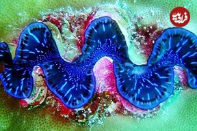 ببینید| 5 نمونه از زیباترین و رنگارنگ‌ترین گونه‌های صدف در جهان