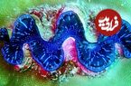ببینید| 5 نمونه از زیباترین و رنگارنگ‌ترین گونه‌های صدف در جهان