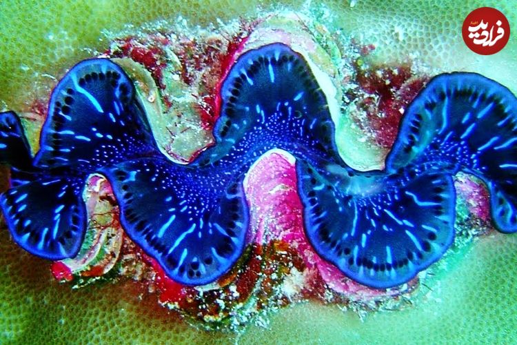 ببینید| 5 نمونه از زیباترین و رنگارنگ‌ترین گونه‌های صدف در جهان